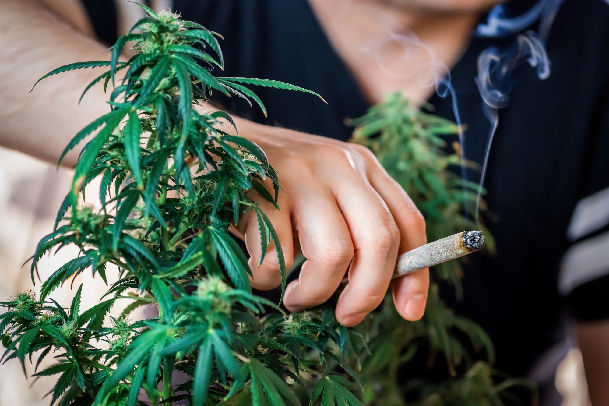 Young man millennial holding marijuana joint in hand between cannabis plants, drug or medical